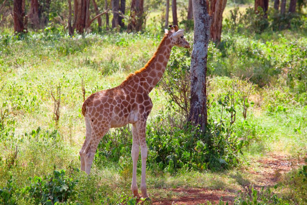 Giraffe Calf Euthanized Seneca Park Zoo Breaks Hearts of Care Team